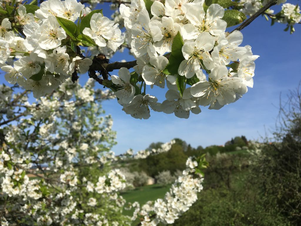 Kirschblüten